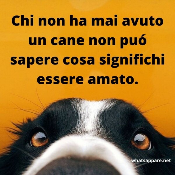 Le Pi Belle Frasi Sui Cani